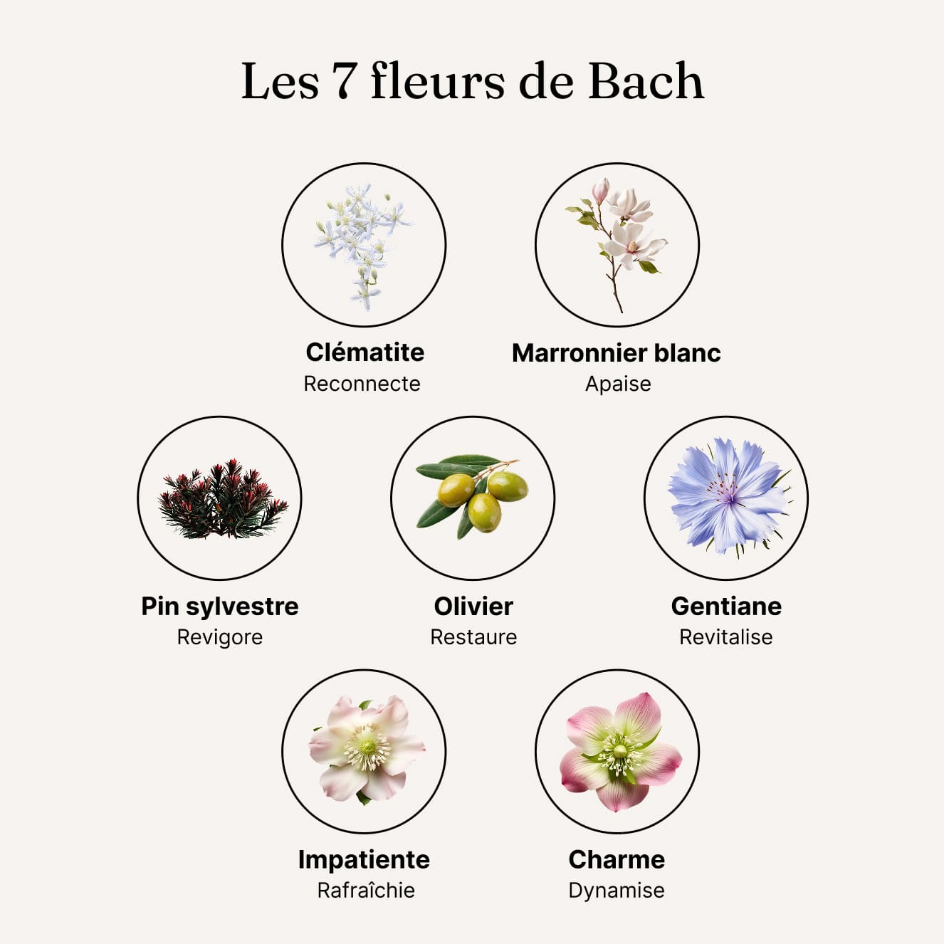 Energie - Fleurs de Bach