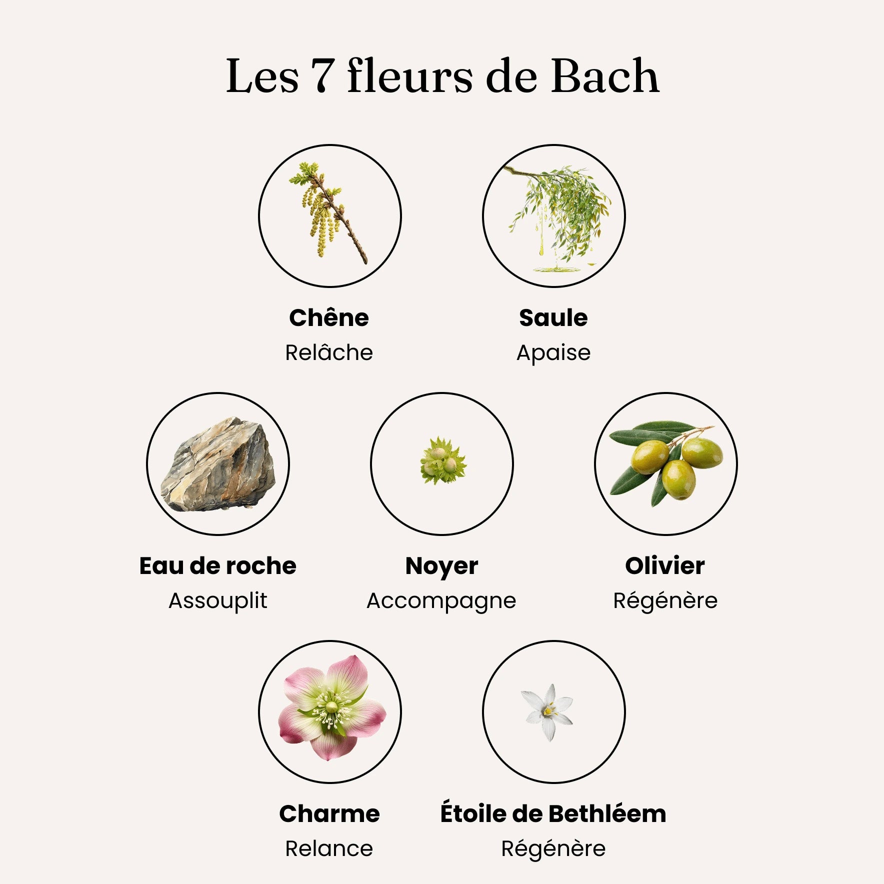 Mobilité + / Articulations - Fleurs de Bach