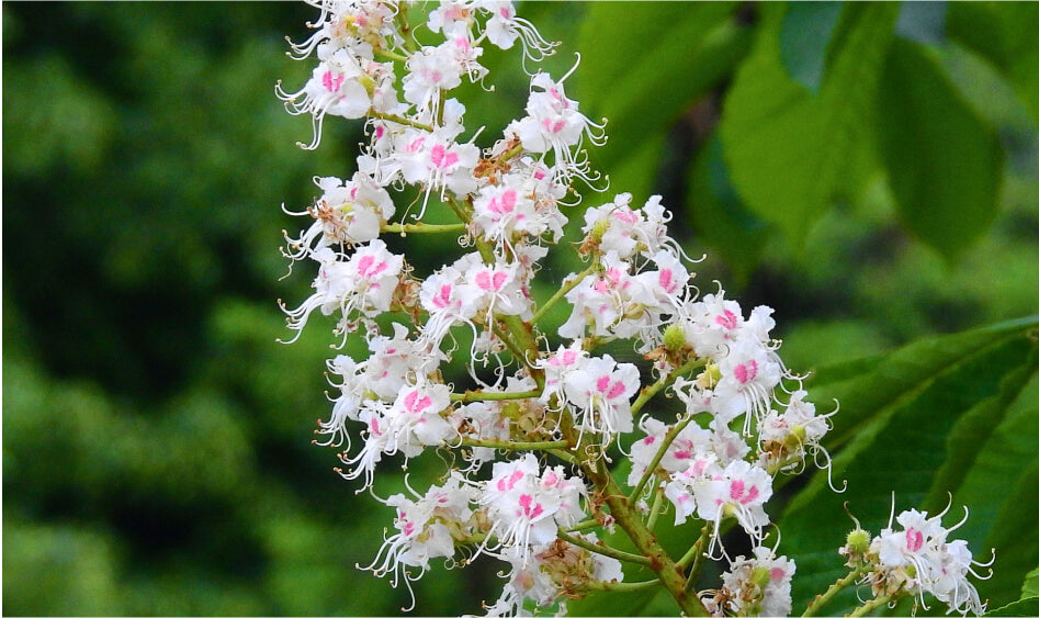 White Chestnut