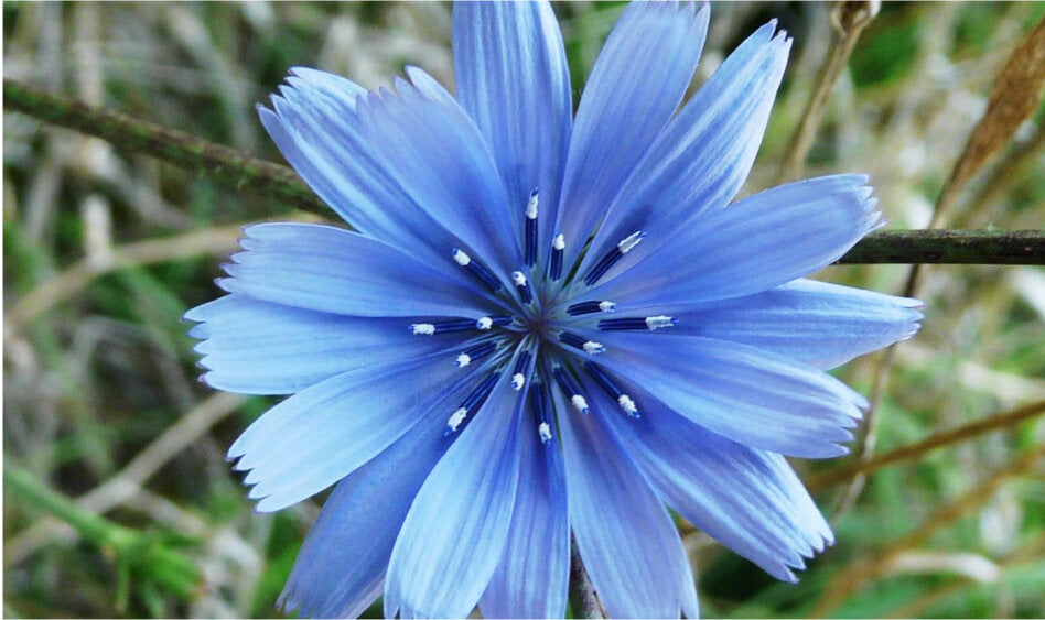 Chicory