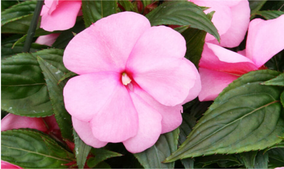 Impatiens