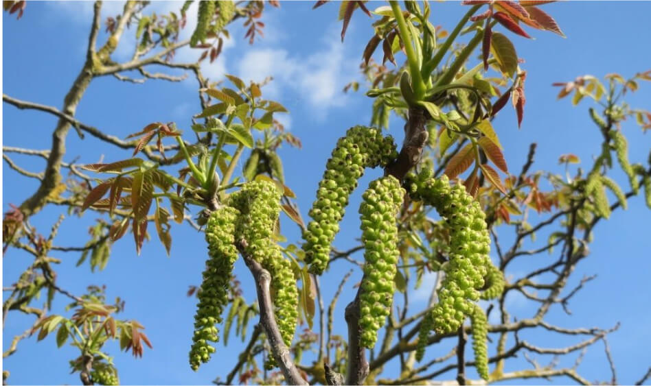 Walnut