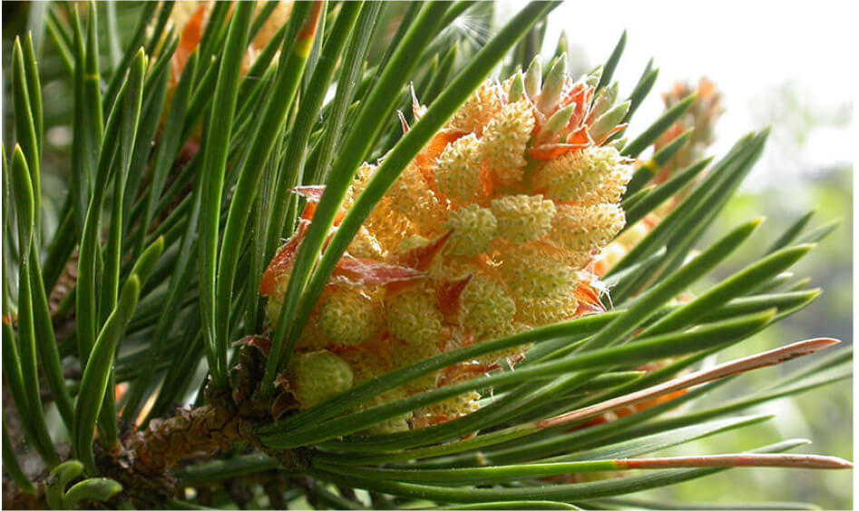 Pine