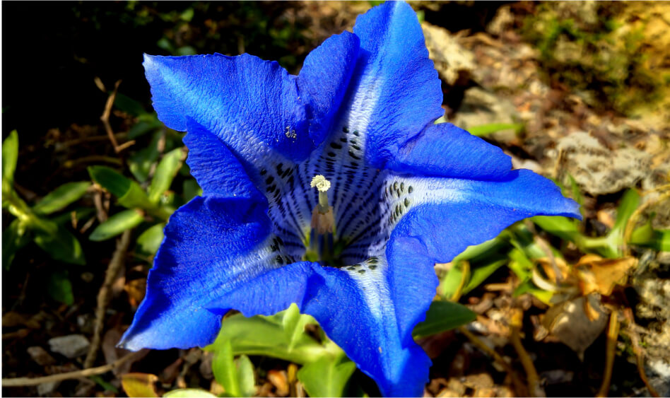 Gentian