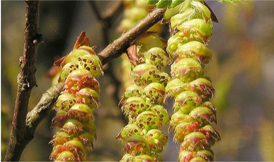 Hornbeam